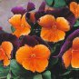 Pansy Orange Perenial Flower 60 Seeds