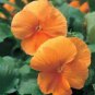 Pansy Orange Perenial Flower 60 Seeds