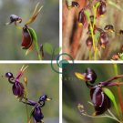 Caleana Major Flying Duck Orchid 200 Seeds