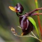 Caleana Major Flying Duck Orchid 200 Seeds