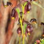 Caleana Major Flying Duck Orchid 200 Seeds