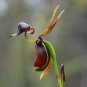 Caleana Major Flying Duck Orchid 200 Seeds
