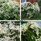 Climbing Clematis Plants 200 Seeds