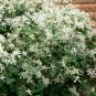 Climbing Clematis Plants 200 Seeds