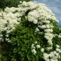 Climbing Clematis Plants 200 Seeds