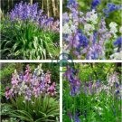 Spanish Bluebells Mixture Wood Hyacinth 200 Seeds