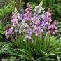 Spanish Bluebells Mixture Wood Hyacinth 200 Seeds