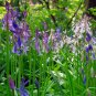 Spanish Bluebells Mixture Wood Hyacinth 200 Seeds