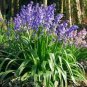 Spanish Bluebells Mixture Wood Hyacinth 200 Seeds