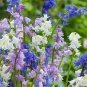 Spanish Bluebells Mixture Wood Hyacinth 200 Seeds