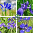 Iris Laevigata Water Iris Kakitsubata Aqua Flower 40 Seeds