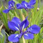 Iris Laevigata Water Iris Kakitsubata Aqua Flower 40 Seeds