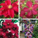 Clematis Flowers 200 Seeds