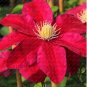 Clematis Flowers 200 Seeds