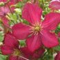 Clematis Flowers 200 Seeds