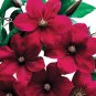 Clematis Flowers 200 Seeds