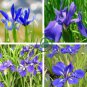Iris Laevigata Water Iris Kakitsubata Aqua Flower 200 Seeds