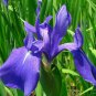 Iris Laevigata Water Iris Kakitsubata Aqua Flower 200 Seeds