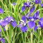 Iris Laevigata Water Iris Kakitsubata Aqua Flower 200 Seeds