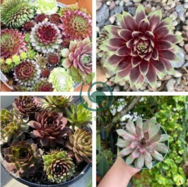 Rare Sempervivum Succulent Plants 200 Seeds