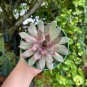 Rare Sempervivum Succulent Plants 200 Seeds