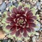 Rare Sempervivum Succulent Plants 200 Seeds