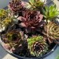 Rare Sempervivum Succulent Plants 200 Seeds