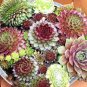 Rare Sempervivum Succulent Plants 200 Seeds