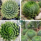 African Spiral Aloe 10 Seeds