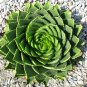 African Spiral Aloe 10 Seeds