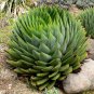 African Spiral Aloe 10 Seeds