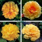 Peony 'Goden Years' Gold Flowers 10 Seeds
