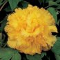 Peony 'Goden Years' Gold Flowers 10 Seeds