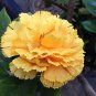 Peony 'Goden Years' Gold Flowers 10 Seeds
