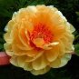 Peony 'Goden Years' Gold Flowers 10 Seeds