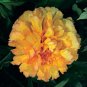 Peony 'Goden Years' Gold Flowers 10 Seeds