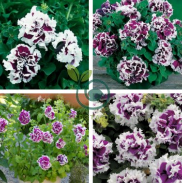 White Purple Petunia 400 Seeds