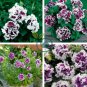 White Purple Petunia 400 Seeds