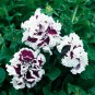 White Purple Petunia 400 Seeds