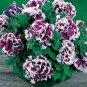 White Purple Petunia 400 Seeds