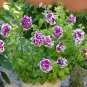 White Purple Petunia 400 Seeds