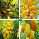Yellow Papaya Tree Female 12 Seeds
