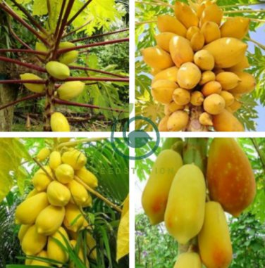 Yellow Papaya Tree Female 12 Seeds