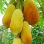Yellow Papaya Tree Female 12 Seeds