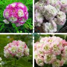 Geranium Light Purple White Light Green Big Blooms 20 Seeds
