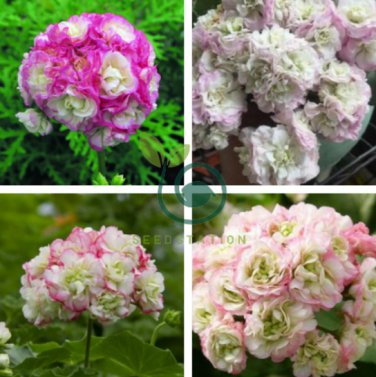 Geranium Light Purple White Light Green Big Blooms 20 Seeds