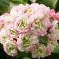 Geranium Light Purple White Light Green Big Blooms 20 Seeds
