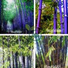 Rare Purple Bamboo 60 Seeds