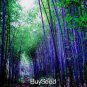 Rare Purple Bamboo 60 Seeds