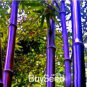 Rare Purple Bamboo 60 Seeds